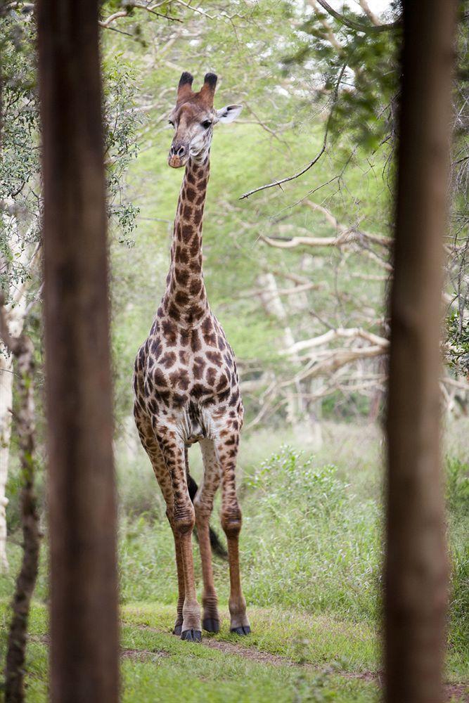 Zululand Safari Lodge Hluhluwe Exterior photo